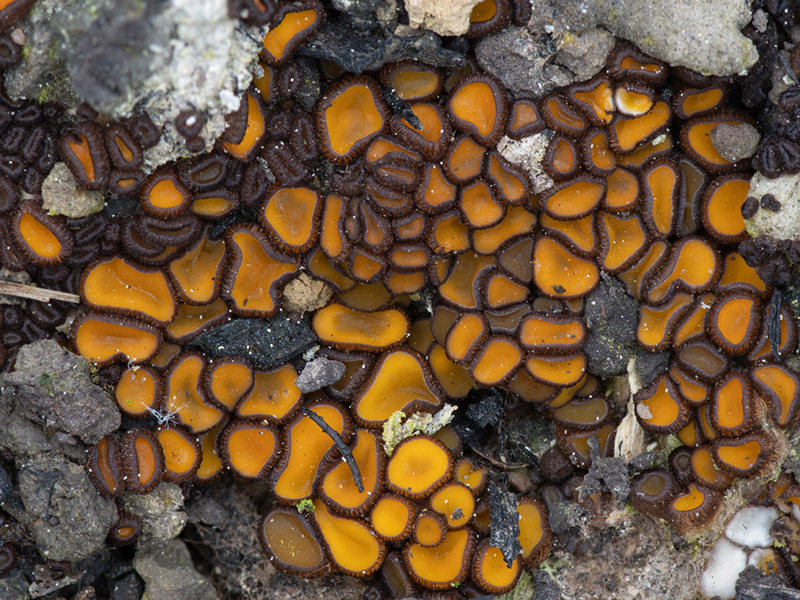 Anthracobia melaloma